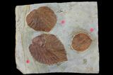 Two Detailed Fossil Leaves (Zizyphoides & Davidia) - Montana #97730-2
